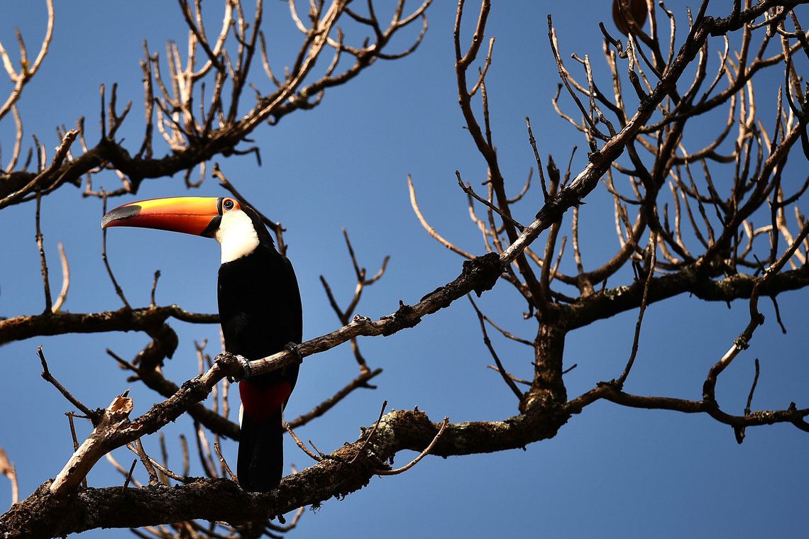 Dia do Cerrado: o bioma tem 5% da biodiversidade do mundo - Voz do Bico