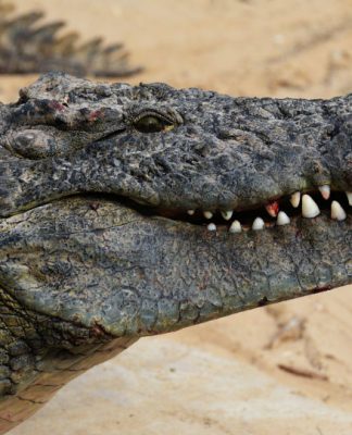Rio repleto de crocodilos é aprovado para sediar provas de remo e canoagem nos Jogos Olímpicos de 2032