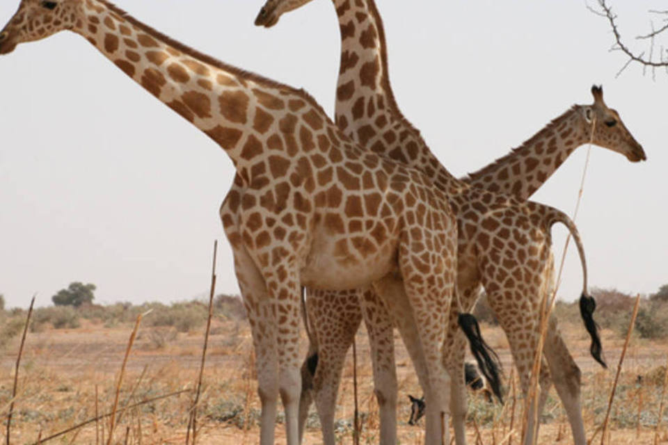 girafas