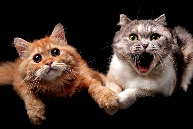 Compreender o comportamento dos bichanos pode ajudar os tutores a desenvolverem ambientes mais confortáveis de acordo com as necessidades de seus pets.