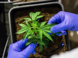 Para associações, normas ainda deixam pontos em aberto sobre cannabis