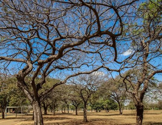 Inmet: calor acima da média e chuvas irregulares devem marcar outubro