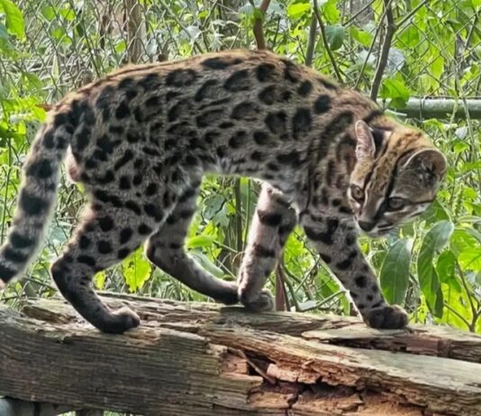 Nova espécie de felino é identificada em florestas da Bolívia