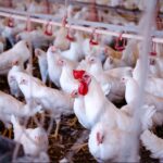 fragos-galinhas-granja-criacao-avicultura-2